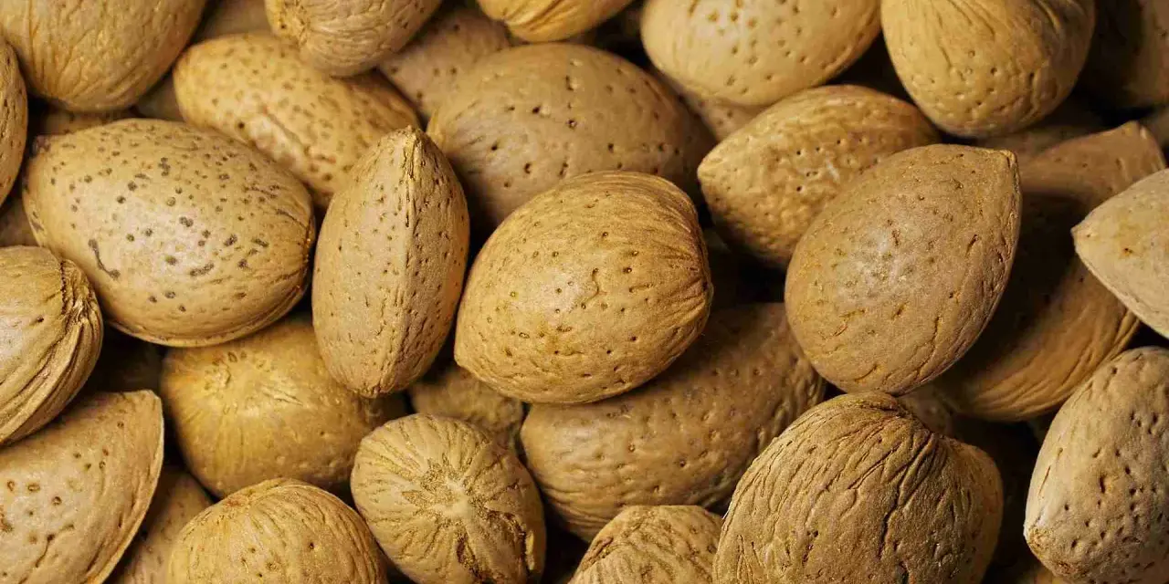 Un primo piano di mandorle intere con guscio, che mostrano la loro texture ruvida e i piccoli pori. Ecco cosa sono le mandorle, un frutto secco nutriente.
