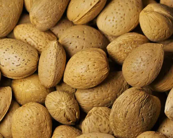 Un primo piano di mandorle intere con guscio, che mostrano la loro texture ruvida e i piccoli pori. Ecco cosa sono le mandorle, un frutto secco nutriente.