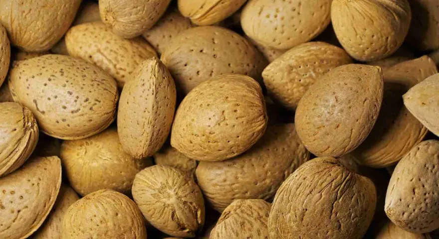 Un primo piano di mandorle intere con guscio, che mostrano la loro texture ruvida e i piccoli pori. Ecco cosa sono le mandorle, un frutto secco nutriente.