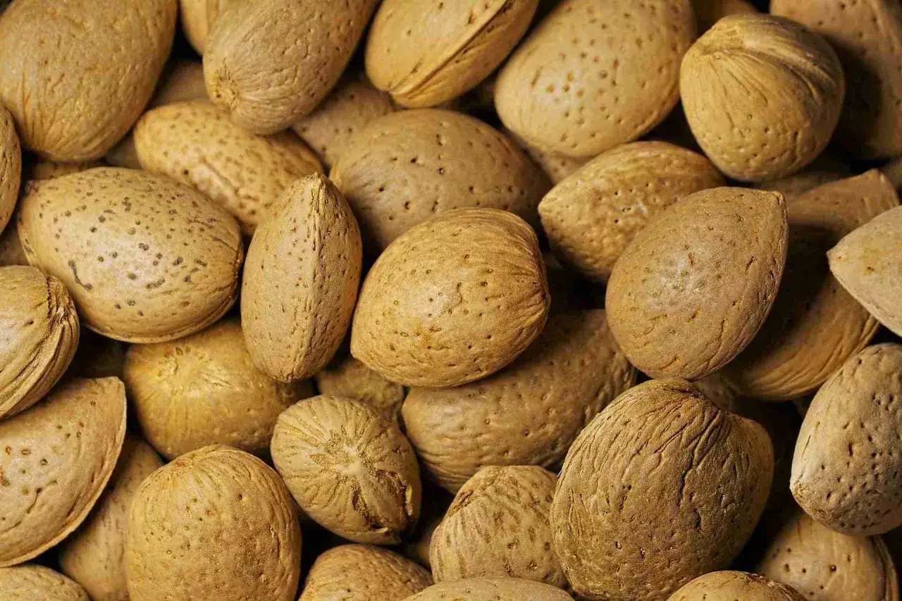 Un primo piano di mandorle intere con guscio, che mostrano la loro texture rugosa e i piccoli pori. Ecco cosa sono le mandorle, un frutto secco nutriente.