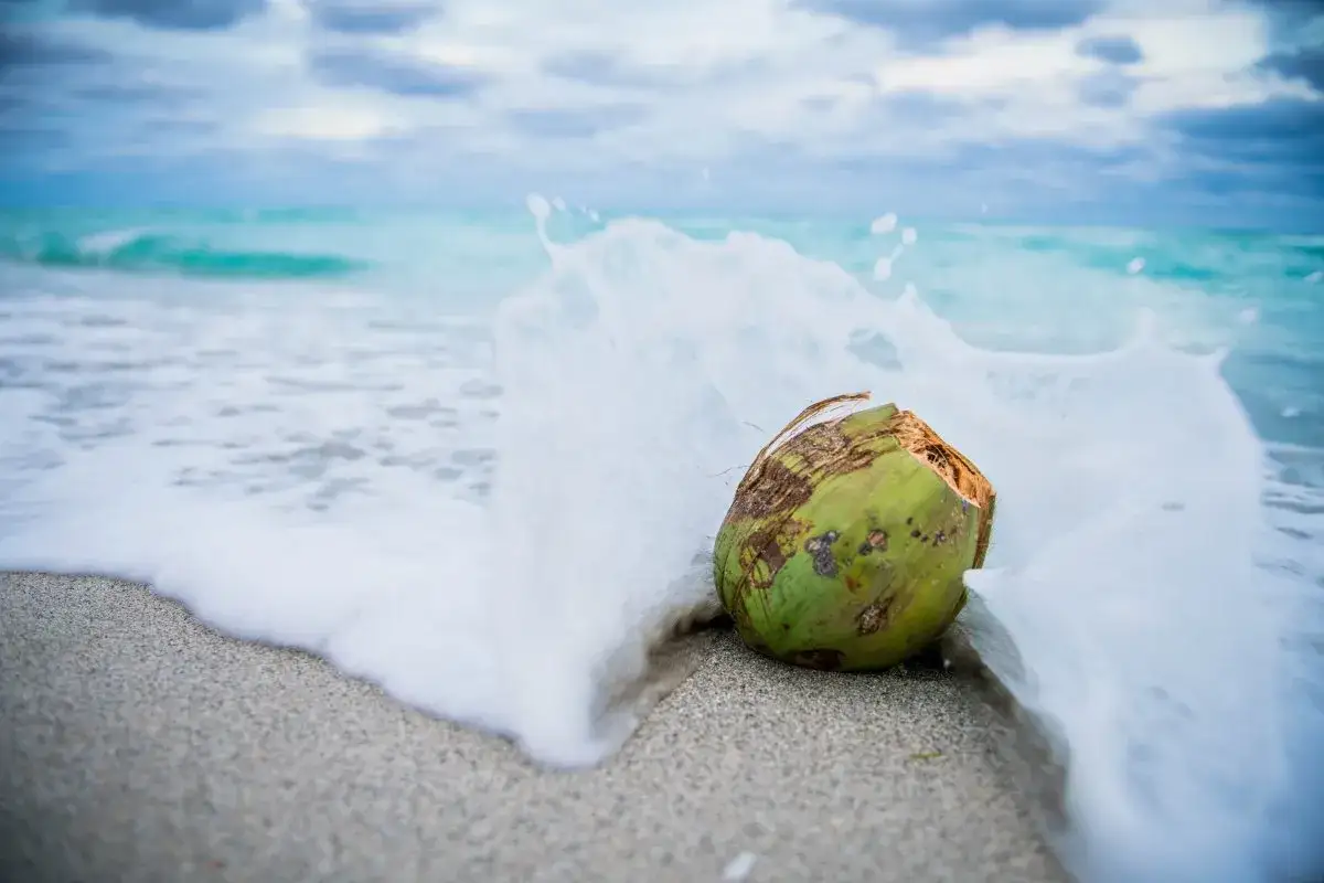 Un cocco cos'&egrave;? Un frutto tropicale che si schianta contro le onde sulla spiaggia, con l'acqua che lo avvolge.